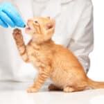 Administración correcta de antibióticos para gatos domésticos.