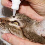 Administrar ciprofloxacino a un gato: ¿Es seguro?