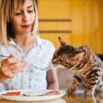 Agrega fibra a la dieta de tu gato con estos consejos.