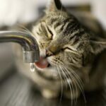 Agua o leche: ¿Cuál es la mejor opción para la hidratación de los gatos?