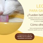 Agua o leche: ¿Cuál es la mejor opción para la salud de tu gato?