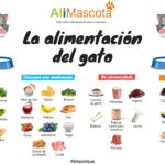 Alimentación adecuada para tu gato como mascota