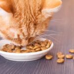 Alimentación adecuada para un gato enfermo: ¿Cuánto darle de comer?