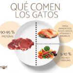 Alimentando a tu gato con frutas: guía práctica.