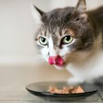 Alimentos humanos aptos para gatos como complemento alimenticio