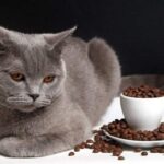 Alimentos peligrosos para tu gato: evita envenenamientos