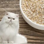 Alimentos que alivian el estreñimiento en gatos: Avena