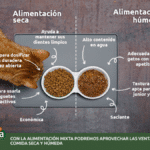 Alimentos que estimulan el apetito en gatos: opciones recomendadas.