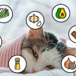 Alimentos que no deben consumir los gatos como mascotas.