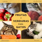 Alimentos saludables para gatos: frutas y verduras recomendadas.