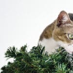 Aliviar inflamación estomacal en gatos: Consejos prácticos.