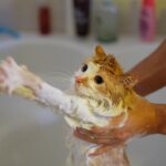 Alternativas para bañar a tu gato sin utilizar agua.