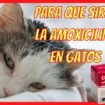 Amoxicilina en gatos: ¿Para qué sirve?