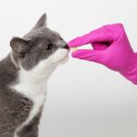 Antihistamínicos efectivos para tratar alergia a gatos: ¿Cuál elegir?