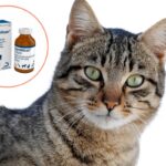 Antiinflamatorios seguros para gatos: Todo lo que necesitas saber.