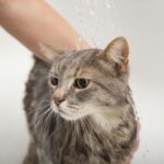 Bañar a un gato con pulgas: Consejos efectivos para hacerlo fácilmente.