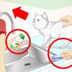 Bañar a un gato: consejos esenciales para hacerlo correctamente
