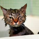 Baño a mi gato sin vacunas: ¿Qué riesgos corre?