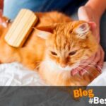 Baño seco para gatos: Consejos útiles para cuidar su higiene