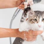 Baño semanal en gatos: ¿Bueno o malo para su salud?