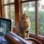 Beneficios de tener un gato como mascota en tu hogar