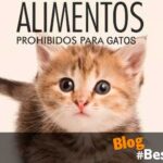 Características que debe evitar un alimento de calidad para gatos