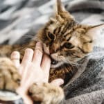 Castración en gatos: ¿Cómo afecta su comportamiento?