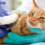 Cicatrizantes efectivos para tratar heridas en gatos