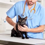 Clindamicina: Tratamiento para gatos con problemas de salud.