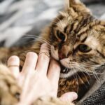 Cómo actuar si un gato te muerde: consejos y precauciones