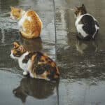 Cómo afecta la lluvia a los gatos: todo lo que debes saber.