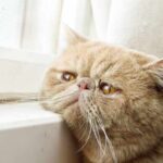 ¿Cómo afecta la soledad en los gatos como mascotas?