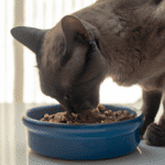 ¿Cómo Alimentar A Un Gato Con Comida Casera?