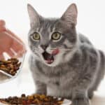 Cómo alimentar a un gato con sobrepeso: Consejos y recomendaciones.