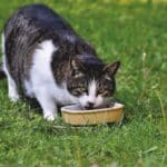 Cómo alimentar a un gato que no quiere comer voluntariamente.