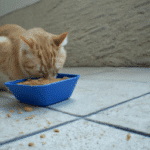 ¿Cómo Alimentar Un Gato En Casa?