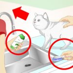 Cómo Bañar a tu Gato Sin Agua de Forma Segura