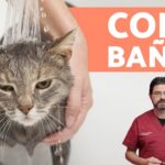 Cómo Bañar a tu Gato sin Agua: Trucos y Consejos