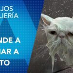 Cómo bañar a un gato correctamente: Guía paso a paso