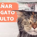 ¿Cómo Bañar A Un Gato En La Casa?