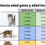 ¿Cómo calcular la edad humana equivalente de tu gato?