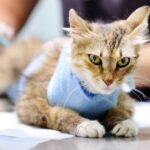 Cómo Cambia el Carácter de un Gato Esterilizado