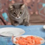 ¿Cómo Castigar A Un Gato Cuando Roba Comida?