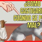 ¿Cómo Castigar A Un Gato Cuando Se Porta Mal?