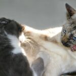 Cómo cuidar a tu gato después de una pelea.