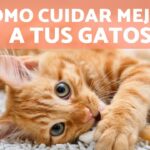 Cómo cuidar adecuadamente a un gato mayor: consejos útiles.