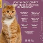 ¿Cómo Decir Que No A Un Gato?