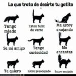 ¿Cómo Decirle A Tu Gato Te Amo En Su Idioma?