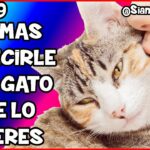 ¿Cómo Decirle Te Quiero A Un Gato?