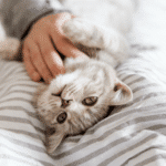 Cómo demuestran los gatos su amor hacia sus dueños